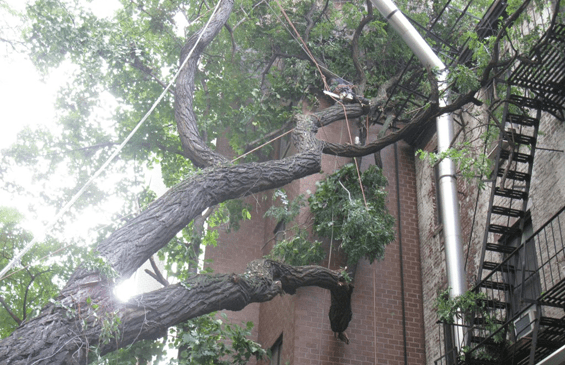 tree branch cutting in queens