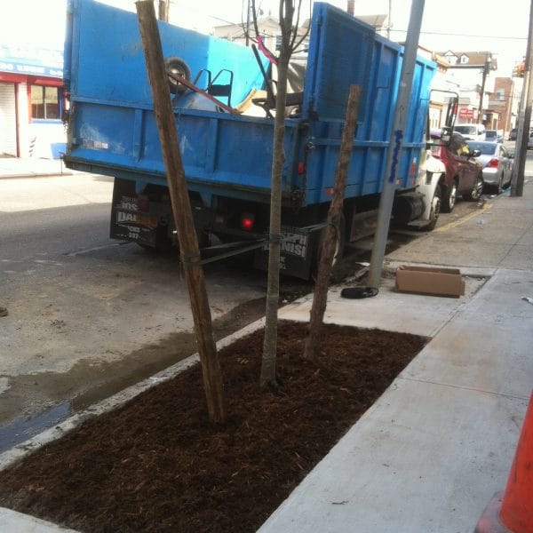 tree planting in queens
