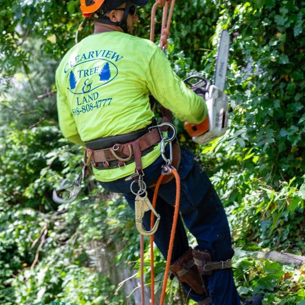 tree removal and climbing expert in queens ny