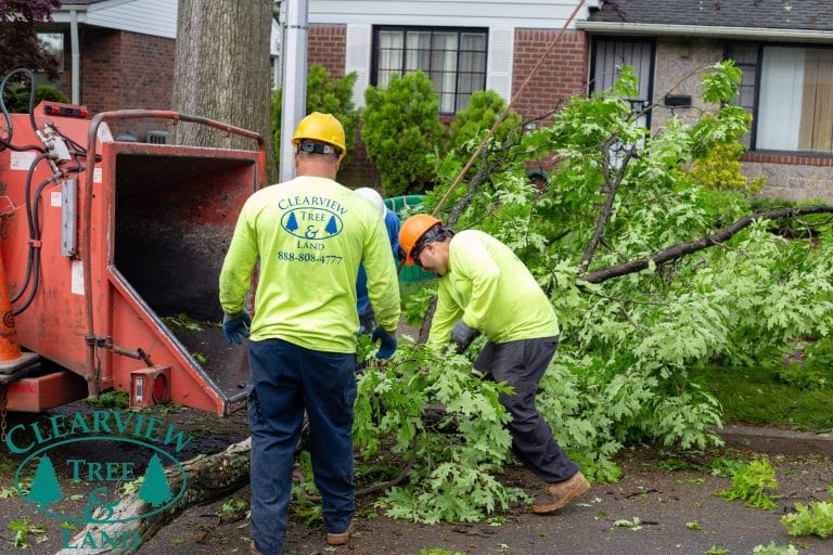 Local Tree Services Business In Queens, NYC | Queens Tree Services